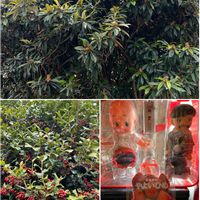 イチゴ,西洋ヒイラギ,ビワ,ビワ,セイヨウヒイラギの画像