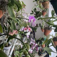 デンドロビウム,胡蝶蘭,洋蘭,洋ラン,エアープランツ/チランジアの画像