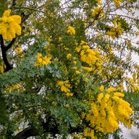 ミモザ,アーモンドのお花,咲くやこの花館,お出かけ先の画像