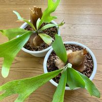 ビカクシダ ネザーランド,観葉植物,植え替え,ジャングル化計画, コウモリラン の画像