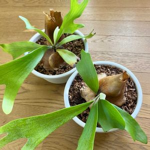 ビカクシダ ネザーランド,観葉植物,植え替え,ジャングル化計画, コウモリラン の画像