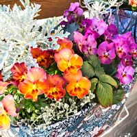 ハボタン,ワイルドストロベリー,パンジー,ビオラ,ヘリクリサムの画像