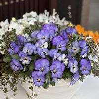 よく咲くスミレ ソーダ,寄せ植えの画像