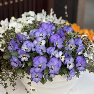 よく咲くスミレ ソーダ,寄せ植えの画像