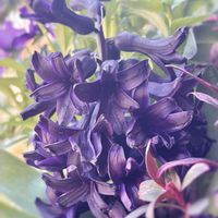 アリッサム,ヒヤシンス,アイビー,斑入りキンギョソウ,ヒヤシンス ミッドナイトスカイの画像