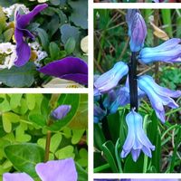 ハナニラ,ツルニチニチソウ,ヒヤシンス,パンジー,ビオラの画像