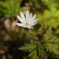 キクザキイチゲ,ショウジョウバカマ,セリバオウレン,ニリンソウ,ヒトリシズカの画像