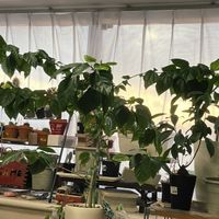 ガジュマル,ハイビスカスフラミンゴ,カボック,葉っぱたち,もうすぐ春の画像