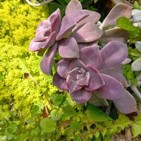 アルストロメリア,イチゴ,毎月15日はいちごの日,多肉ラボ©,るる　かまぼこ板で繋がる輪の画像