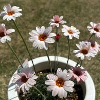 ネモフィラ,八重カランコエ,ローダンセマム　アプリコットジャム,花のある暮らし,お花大好きの画像