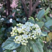 ビワ,ビバーナムティヌス,お散歩ちゃんキーホルダー,武器ではなく花を,on a dietの画像