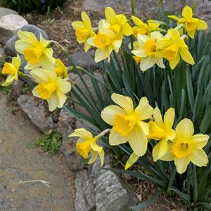 ヒヤシンス,よもぎ,ハーブを楽しむ,今日のお花,『ひとりじゃない、繋がろう』の画像