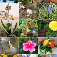 カネノナルキ,コブシ,サフラン,スイセン,デンドロビウムの画像