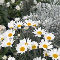 ローダンセマム,ワスレナグサ,ヘリクリサム シルバースノー,クリサンセマム フロスティ,エルモフィラ ニベアの画像