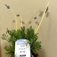 多肉女子,可愛い同居人❣️,おうち園芸,バルコニー/ベランダの画像