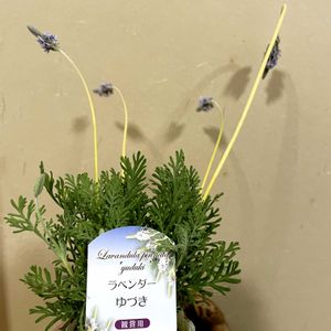 多肉女子,可愛い同居人❣️,おうち園芸,バルコニー/ベランダの画像