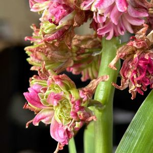 ストレプトカーパス,ヒヤシンス,ヒヤシンス 水耕栽培,白花たんぽぽ,ネオレゲリアファイヤー斑入りの画像