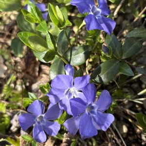 花壇,復興をお祈りいたします,忘れた頃にモリモリ？！,何年前に植えたかも忘れてます,小さくて可愛らしいの画像