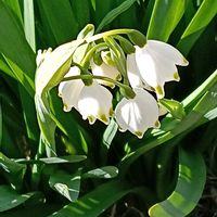 スノーフレークの画像