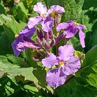 オオアラセイトウの画像