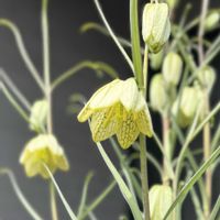 スノードロップ,バイモ,小さな庭　2026.3月の画像