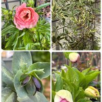 クリスマスローズ,セリンセマヨール,セリンセマヨール,セリンセマヨール,ジャスミンの画像