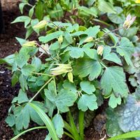 オダマキの画像