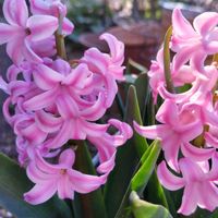 ヒヤシンス,お散歩ちゃん,寄せ植え,球根植物,ナチュラルガーデンの画像