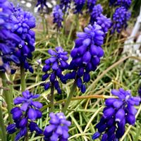 ムスカリ,花のある暮らし,no green no life,グリーンのある暮らし,緑のある暮らしの画像
