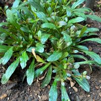 アジュガ　チョコレートチップの画像