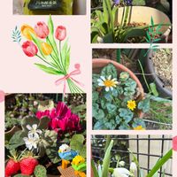 多肉植物,多肉女子,今日のお花,毎月15日はいちごの日,GSミニモニ。No.17の画像