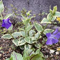 ツルニチニチソウ,斑入りツルニチニチソウ,花のある暮らし,no green no life,グリーンのある暮らしの画像