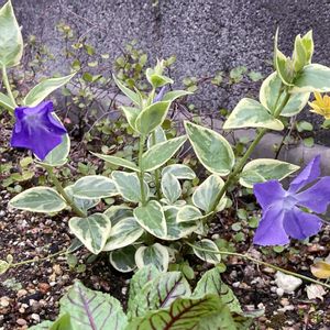 ツルニチニチソウ,斑入りツルニチニチソウ,花のある暮らし,no green no life,グリーンのある暮らしの画像