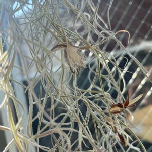 エアープランツ,チランジア,ウスネオイデス,チランジア属,エアープランツ/チランジアの画像