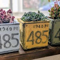 白雪ミセバヤ,クラッスラ紅稚児,トランスバール,多肉植物,可愛いの画像