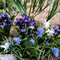 スイセン,ヒヤシンス,ムスカリ,ムスカリ,球根の画像