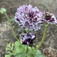 シェードガーデン,ズボラガーデナー,青い花マニア,ラナンキュラスイカロスの画像