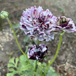 シェードガーデン,ズボラガーデナー,青い花マニア,ラナンキュラスイカロスの画像