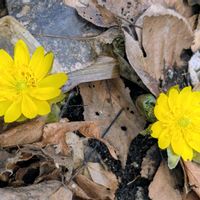 福寿草,山野草,森林,公園散歩,自生植物の画像