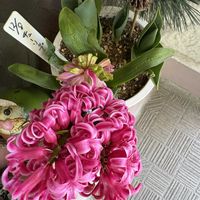 チューリップ,ヒヤシンス,モクレン,モクレン,つばきの画像