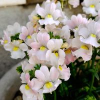 ネメシア,玄関アプローチの画像