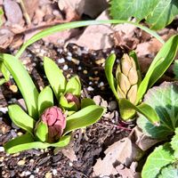 バラ,パンジー・ビオラ,ヒヤシンス,ヒヤシンス,ビオラの画像