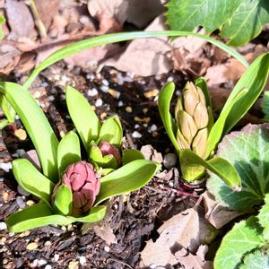 バラ,パンジー・ビオラ,ヒヤシンス,ヒヤシンス,ビオラの画像