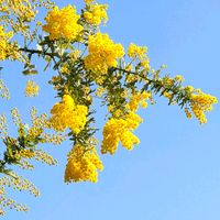 ミモザ,ミモザ,神戸布引ハーブ園,感謝✨,お天気がいい日の画像