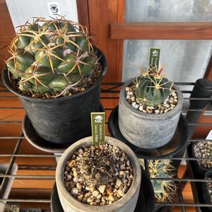 サボテン,日の出丸,象牙丸,黒刺鳳頭の画像