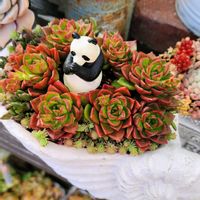 レティジア,多肉植物,多肉寄せ植え,植物のある暮らし,多肉植物のある暮らしの画像