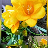 フリージア,いつもありがとう♡,花のある暮らし,さくら 桜 サクラ,あんずの花の画像