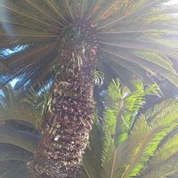 ソテツ,京都伏見,御香宮神社の画像