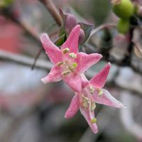 ウグイスカグラ,いつもありがとう♡,星形のお花,屋上庭園,可愛いお花の画像