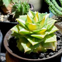 アガベ,多肉植物,観葉植物の画像